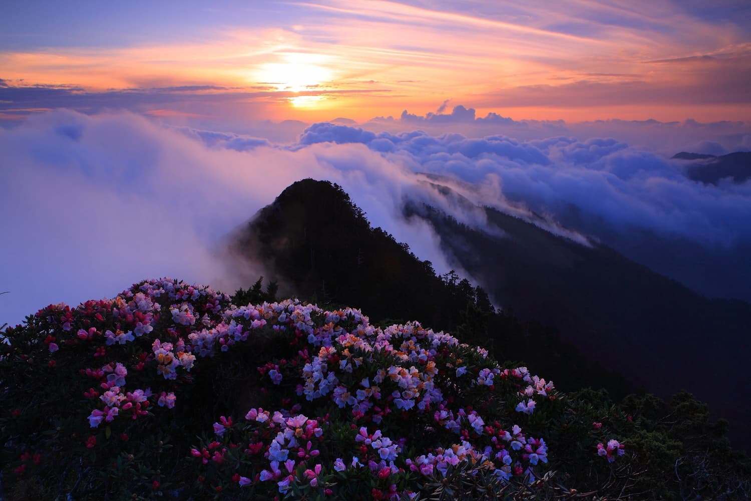 Sunrise at Hehuanshan with rhododendrons and cloud-covered peaks