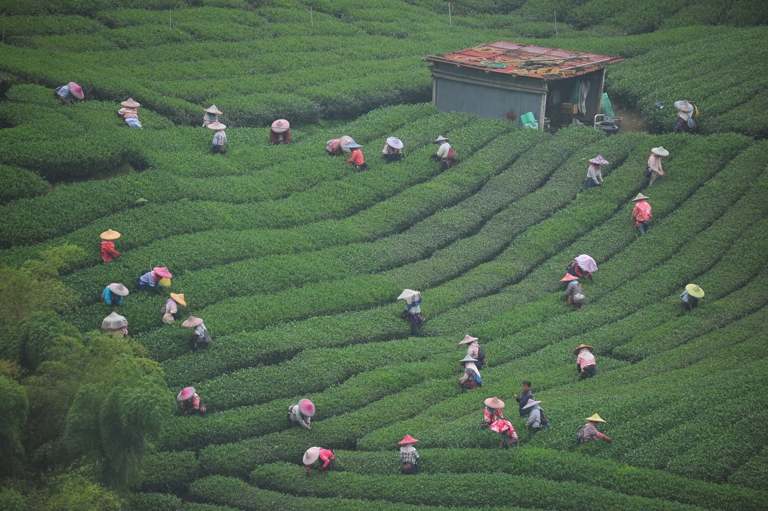 Tea terraces in Taiwan