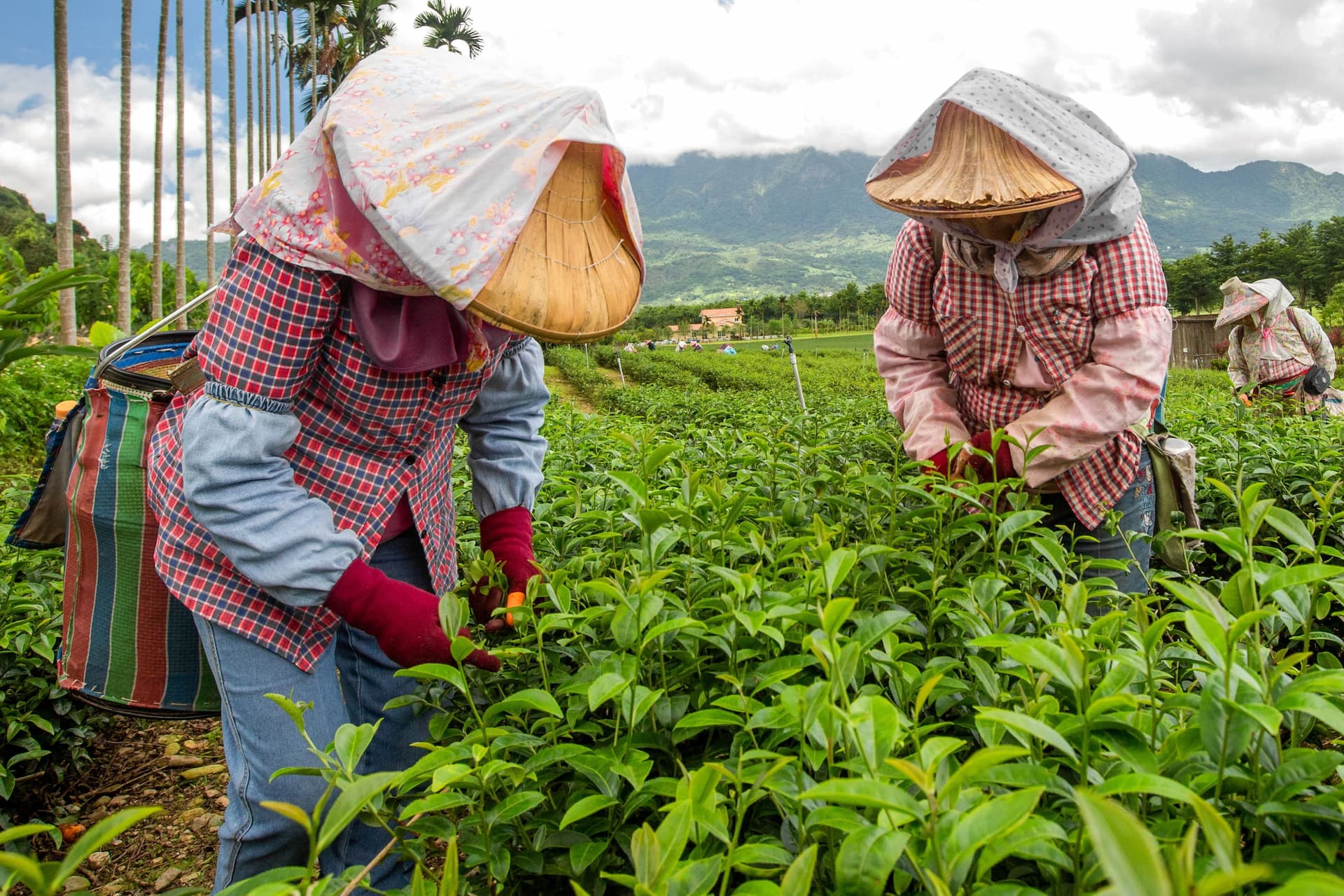 People harvesting tea leaves