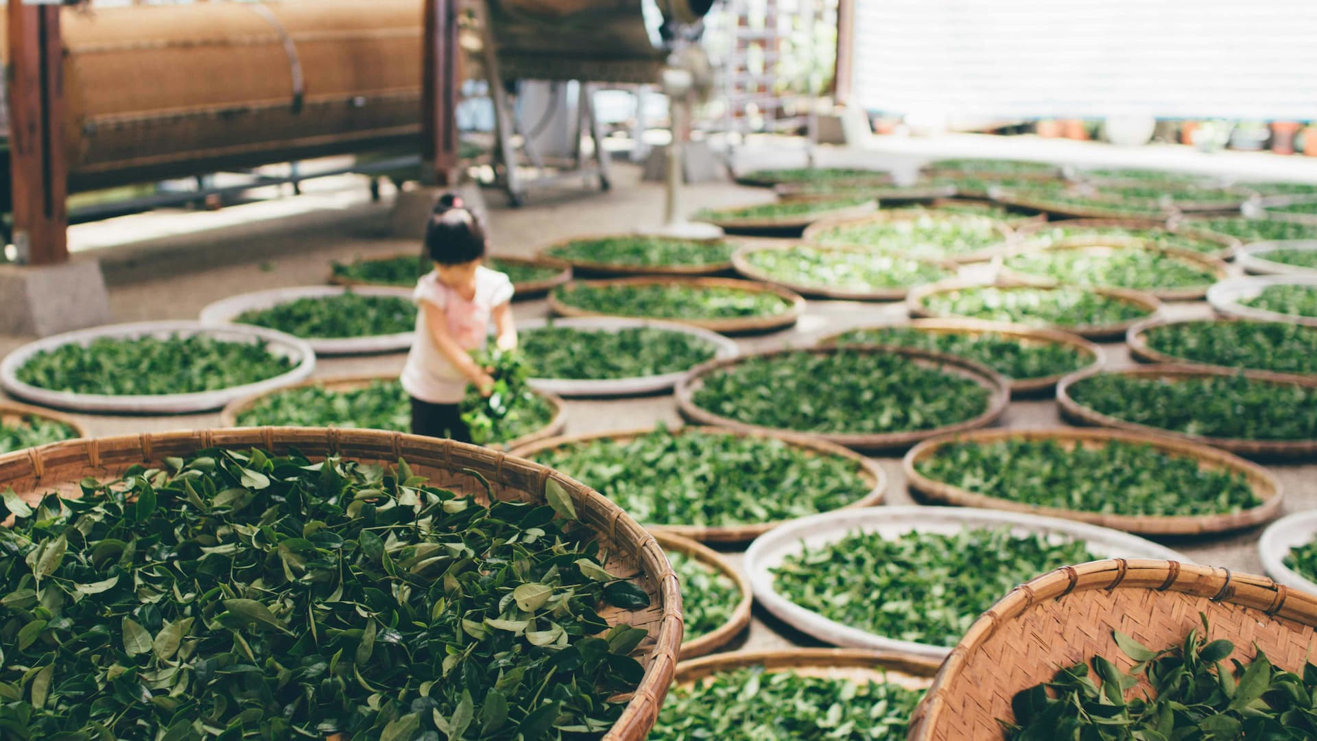 Tea leaves drying on round trays